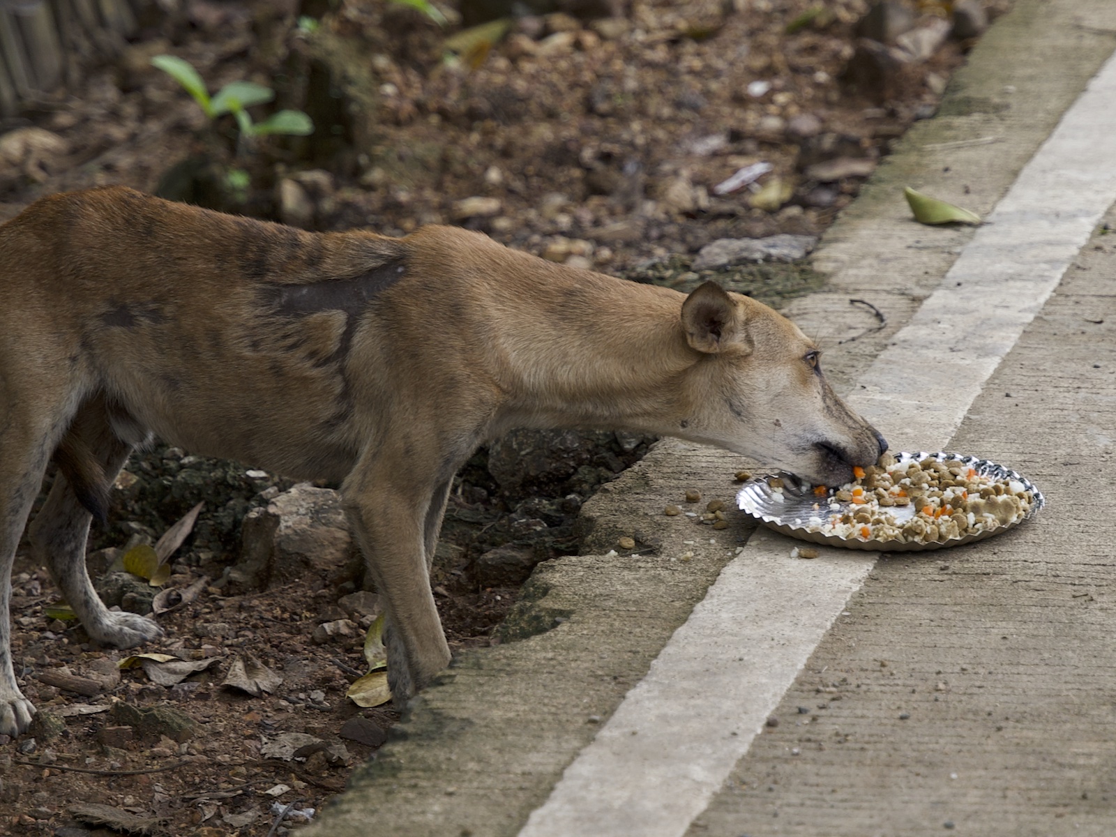Stray Feeding Program